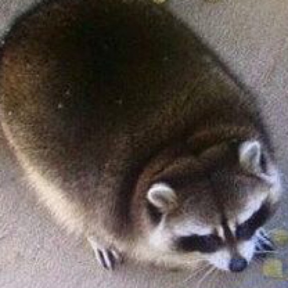 Meet your Posher, Lacha - Picture 1 of 1